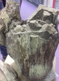 sabina fosil